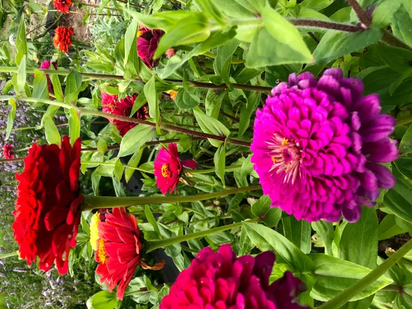 Pink flower